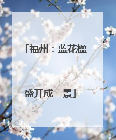 福州：蓝花楹盛开成一景