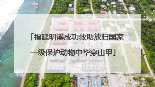 福建明溪成功救助放归国家一级保护动物中华穿山甲