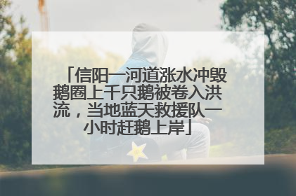 信阳一河道涨水冲毁鹅圈上千只鹅被卷入洪流，当地蓝天救援队一小时赶鹅上岸