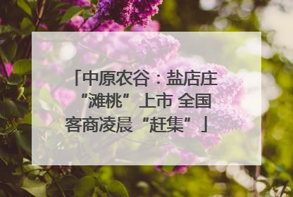 中原农谷：盐店庄“滩桃”上市 全国客商凌晨“赶集”