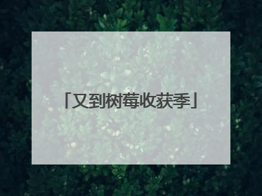 又到树莓收获季