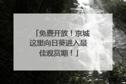 免费开放！京城这里向日葵进入最佳观赏期！