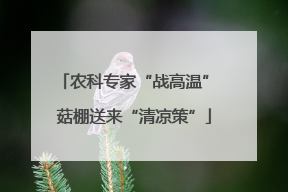 农科专家“战高温” 菇棚送来“清凉策”
