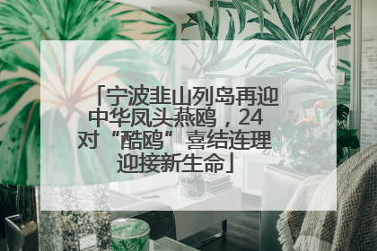 宁波韭山列岛再迎中华凤头燕鸥，24对“酷鸥”喜结连理迎接新生命