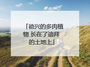 德兴的多肉植物 长在了迪拜的土地上