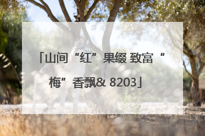 山间“红”果缀 致富“梅”香飘& 8203