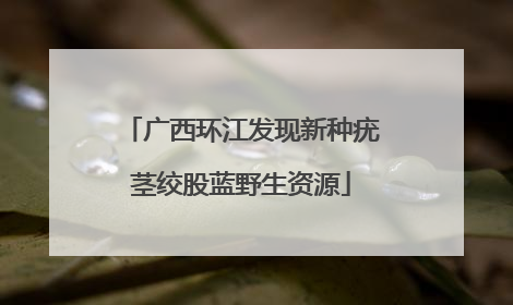广西环江发现新种疣茎绞股蓝野生资源