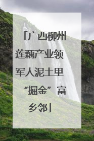 广西柳州莲藕产业领军人泥土里“掘金”富乡邻
