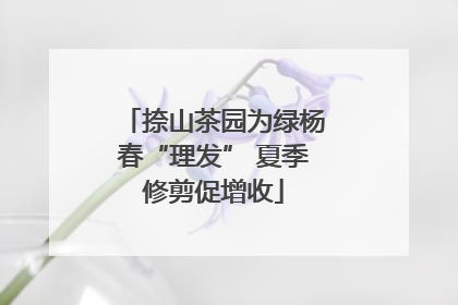捺山茶园为绿杨春“理发” 夏季修剪促增收