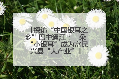 探访“中国银耳之乡”巴中通江：一朵“小银耳”成为富民兴县“大产业”