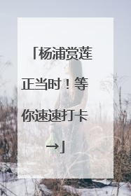 杨浦赏莲正当时！等你速速打卡→