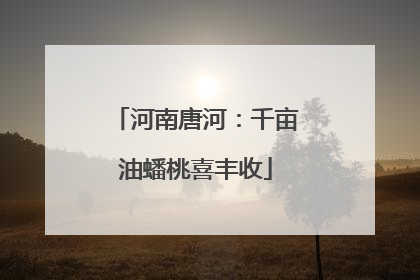 河南唐河：千亩油蟠桃喜丰收