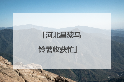 河北昌黎马铃薯收获忙