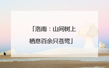 洛南：山间树上栖息百余只苍鹭