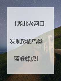 湖北老河口发现珍稀鸟类蓝喉蜂虎
