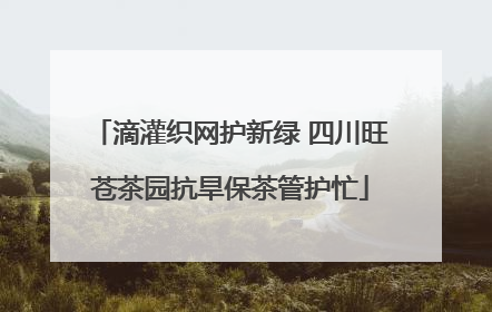 滴灌织网护新绿 四川旺苍茶园抗旱保茶管护忙