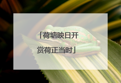 荷塘映日开 赏荷正当时