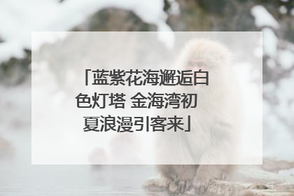 蓝紫花海邂逅白色灯塔 金海湾初夏浪漫引客来