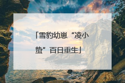 雪豹幼崽“凌小蛰”百日重生