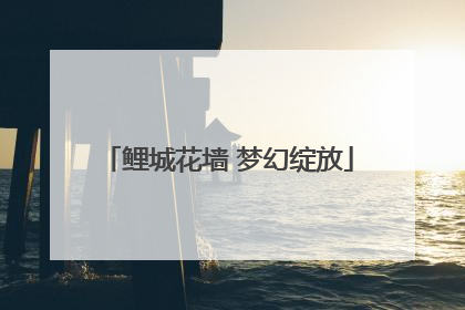 鲤城花墙 梦幻绽放