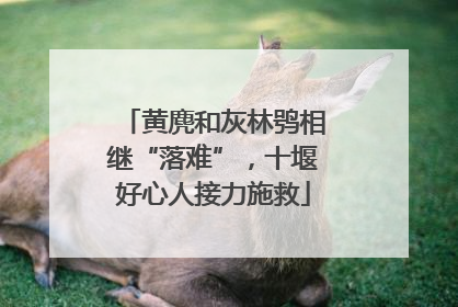 黄麂和灰林鸮相继“落难”，十堰好心人接力施救