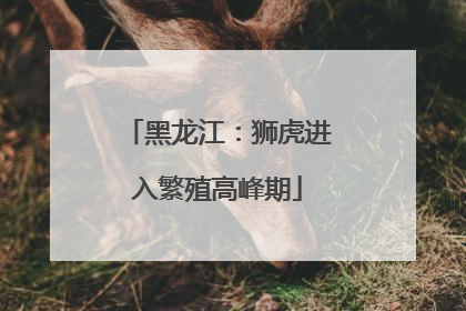 黑龙江：狮虎进入繁殖高峰期