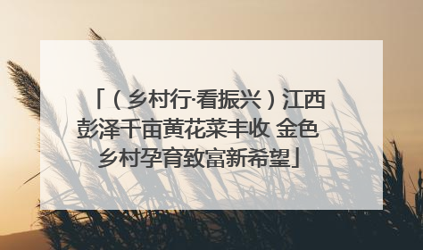 （乡村行·看振兴）江西彭泽千亩黄花菜丰收 金色乡村孕育致富新希望